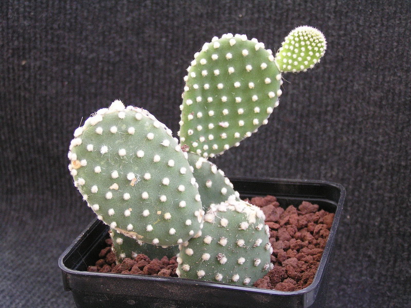 Opuntia microdasys ssp. albata 