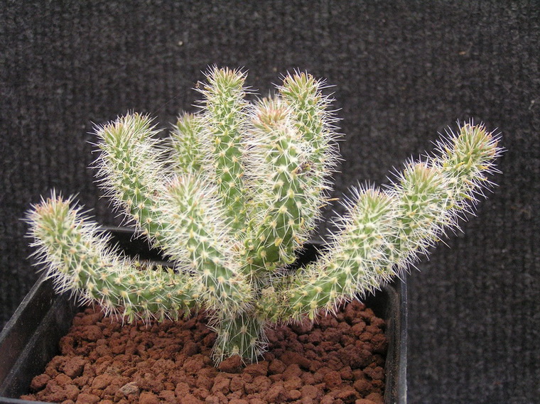Opuntia spinosior 