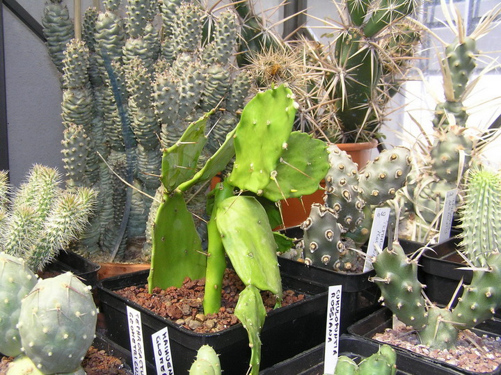 Brasiliopuntia brasiliensis 