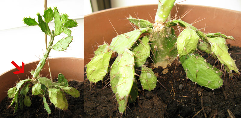 opuntia  