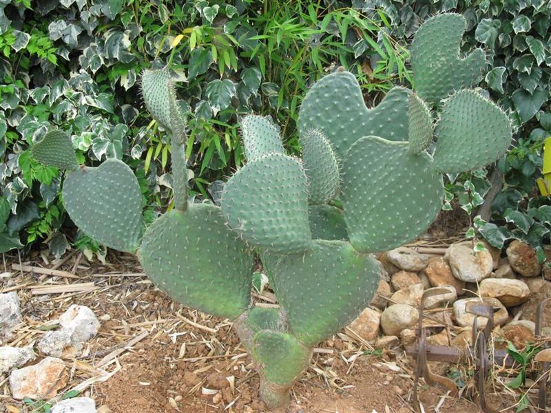 Opuntia basilaris v. cordata 