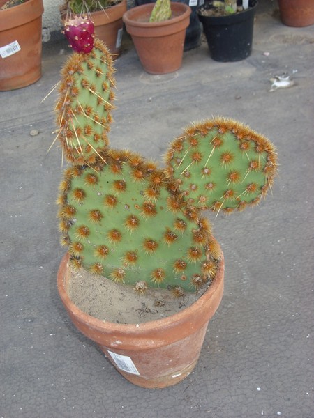 Opuntia aciculata 