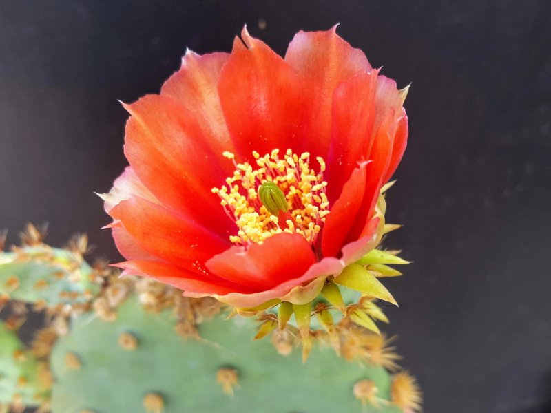 opuntia aciculata