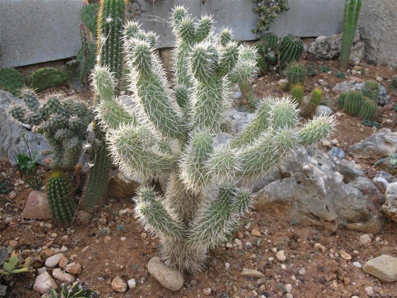 Opuntia bigelovii 