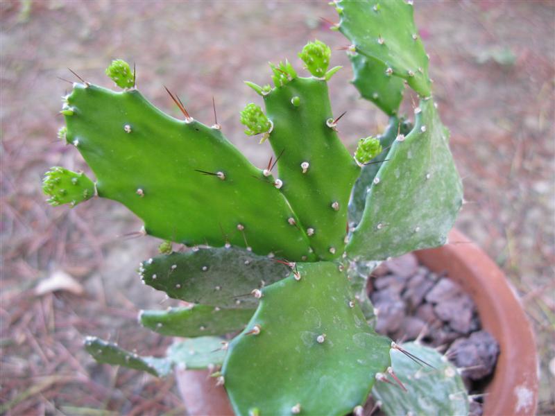 Opuntia brasiliensis 