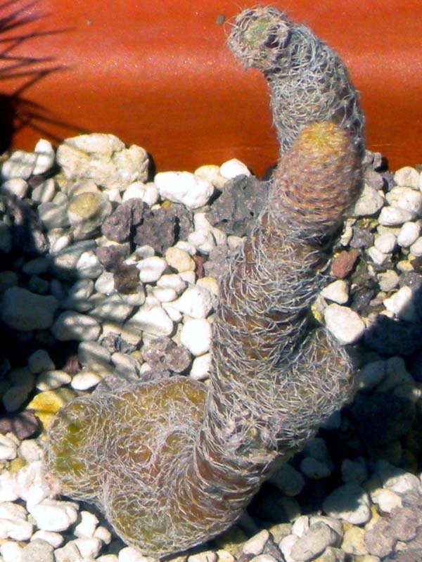 Puna clavarioides 