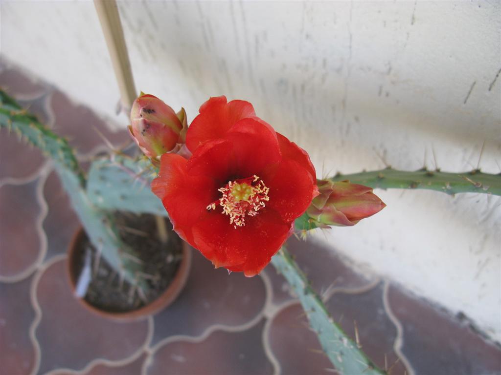 Opuntia elatior 