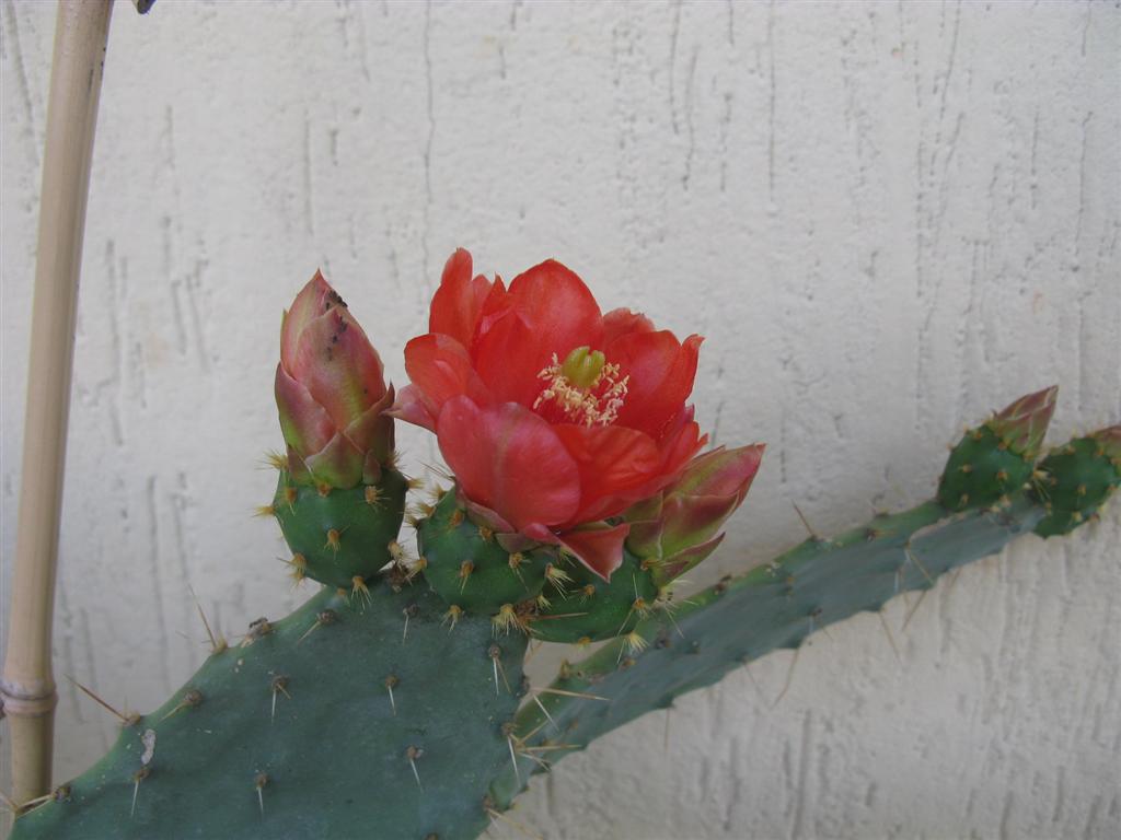 Opuntia elatior 