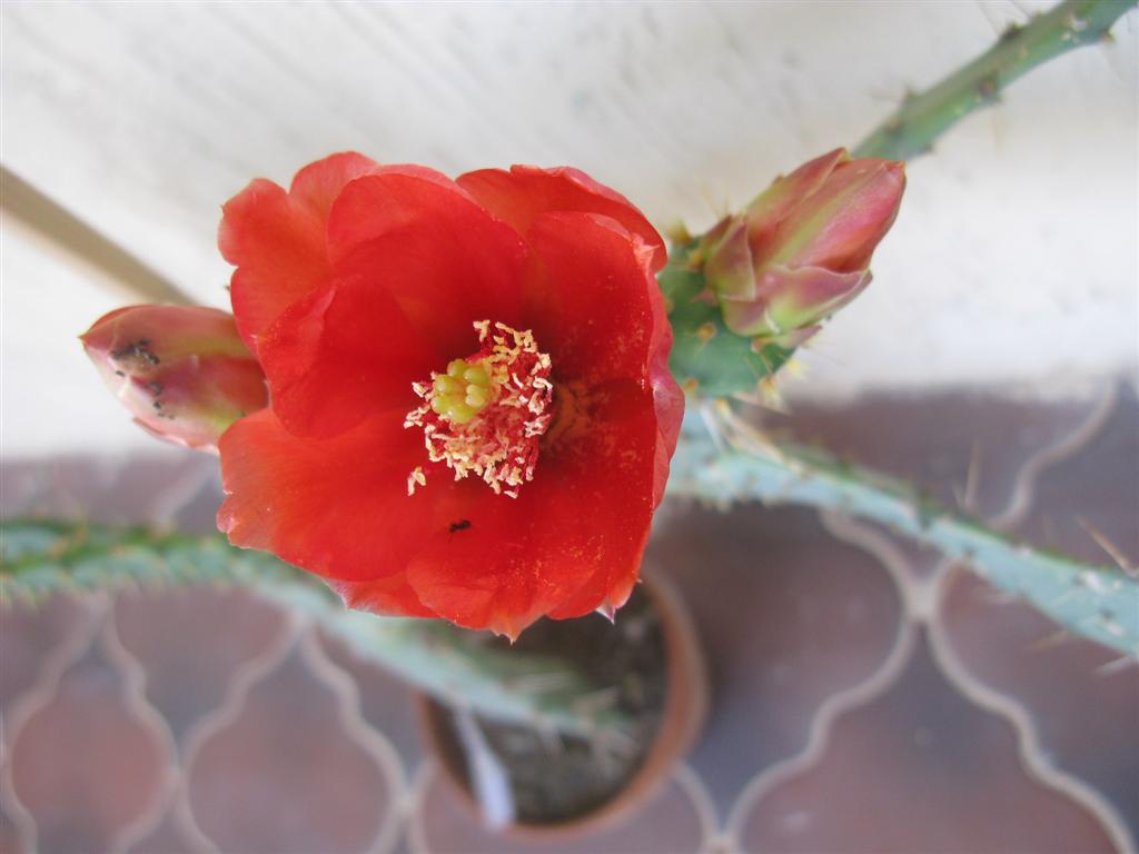 Opuntia elatior 