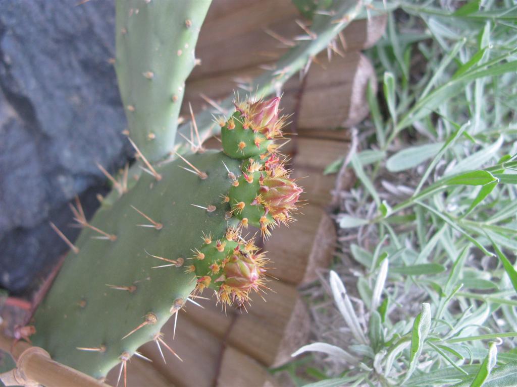 Opuntia elatior 