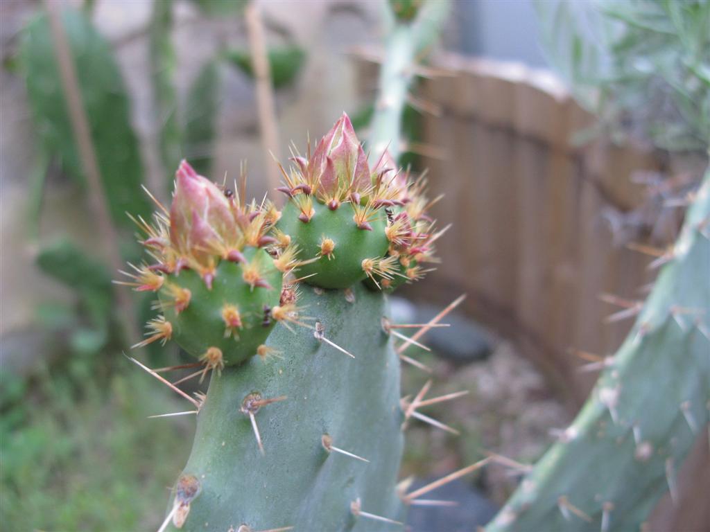 Opuntia elatior 