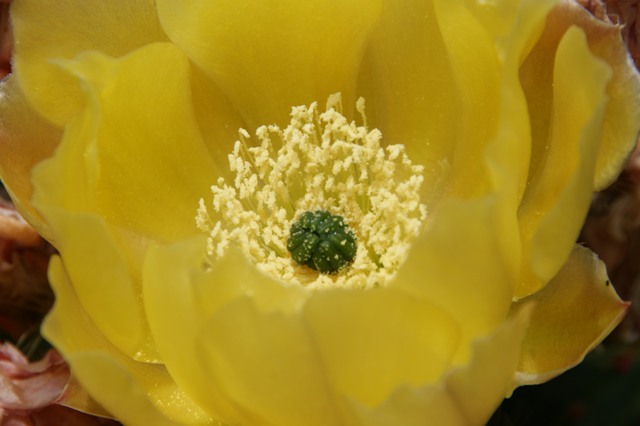 Opuntia ficus-indica 