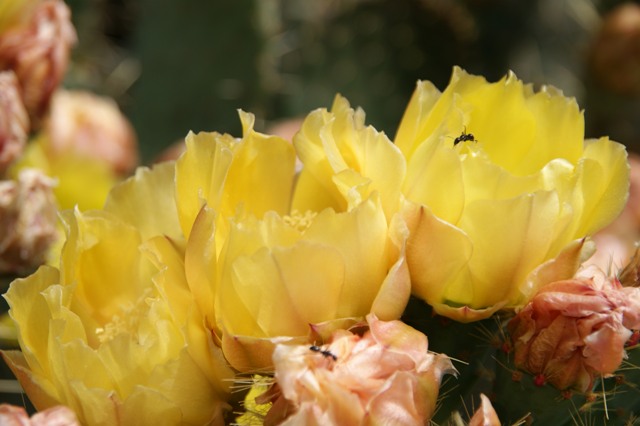 Opuntia ficus-indica 