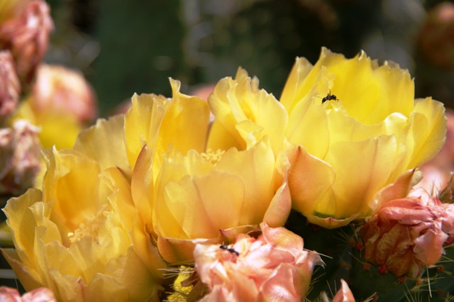 opuntia ficus-indica