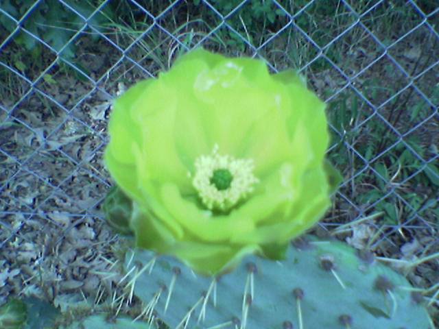 Opuntia ficus-indica 