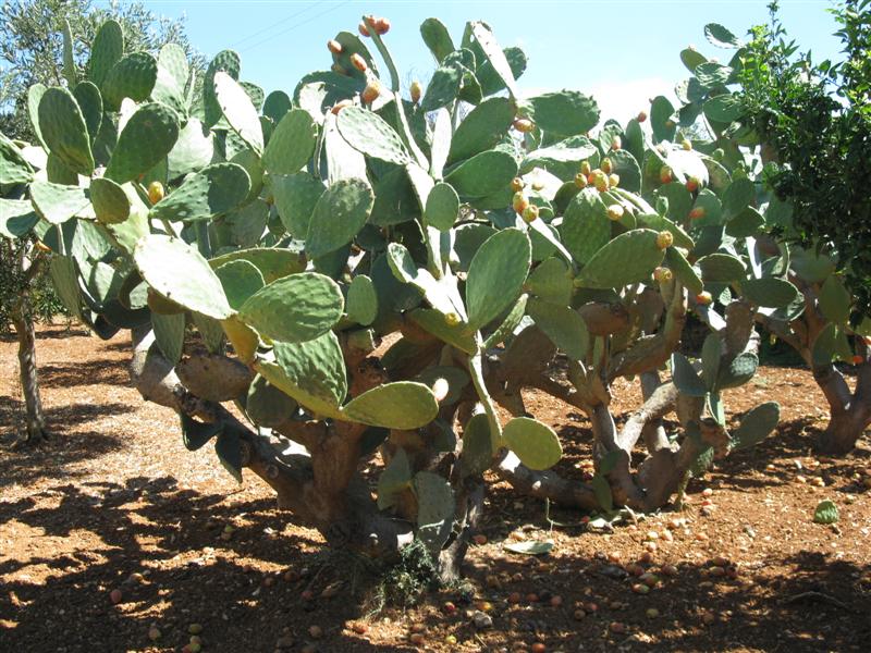 Opuntia ficus-indica 