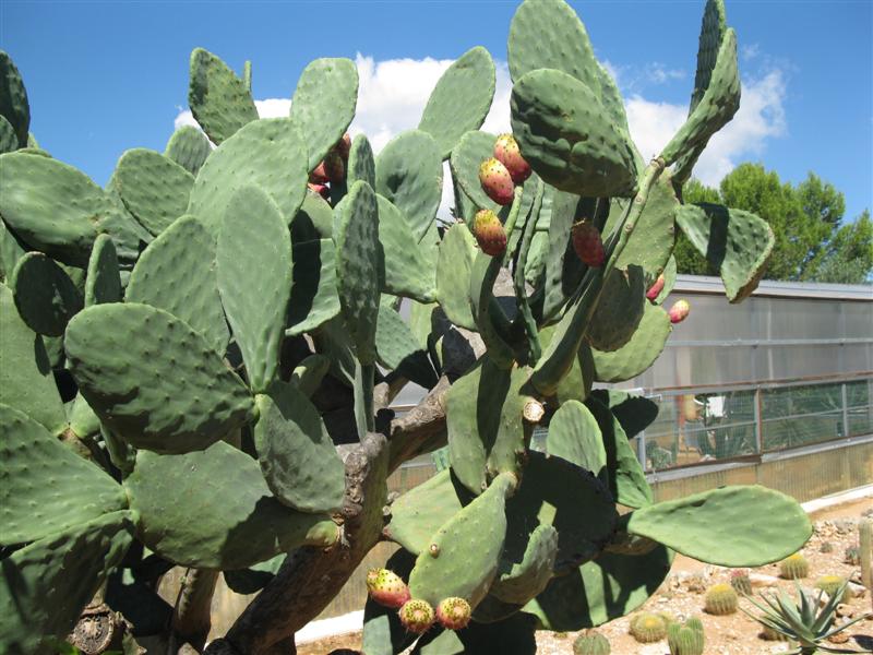 Opuntia ficus-indica 