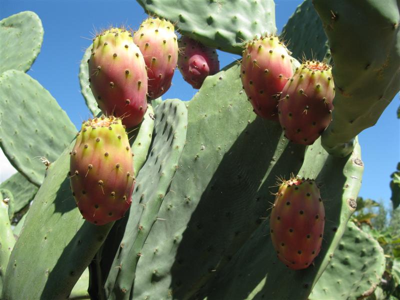 Opuntia ficus-indica 