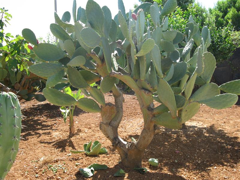 Opuntia ficus-indica 