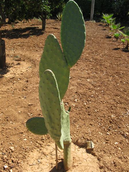 Opuntia santamaria 