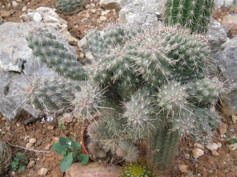 opuntia fulgida