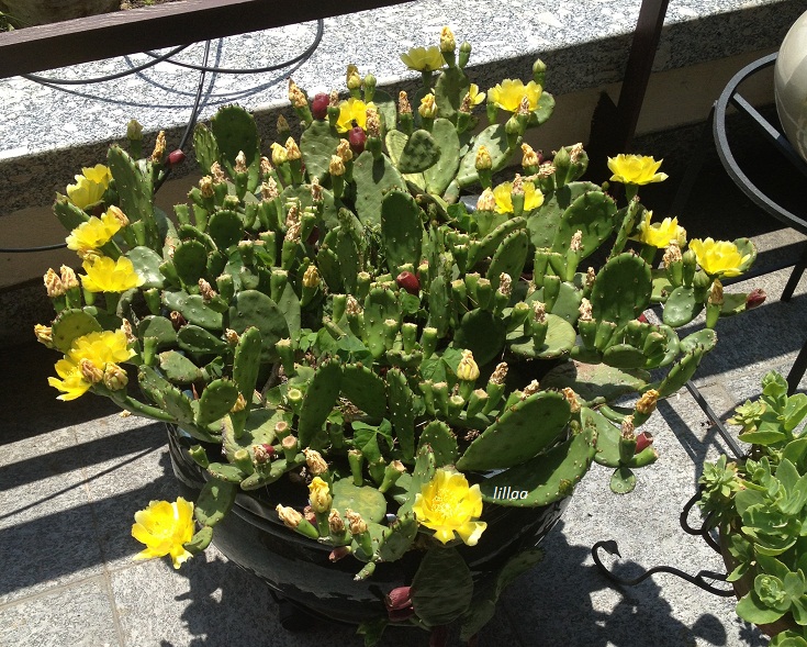 Opuntia humifusa 