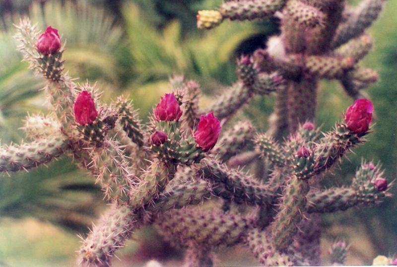 Cylindropuntia imbricata 