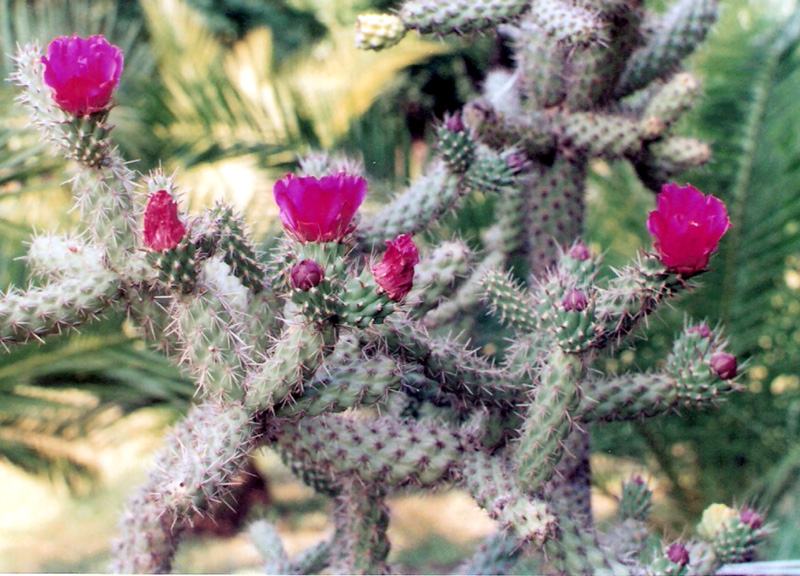 Cylindropuntia imbricata 