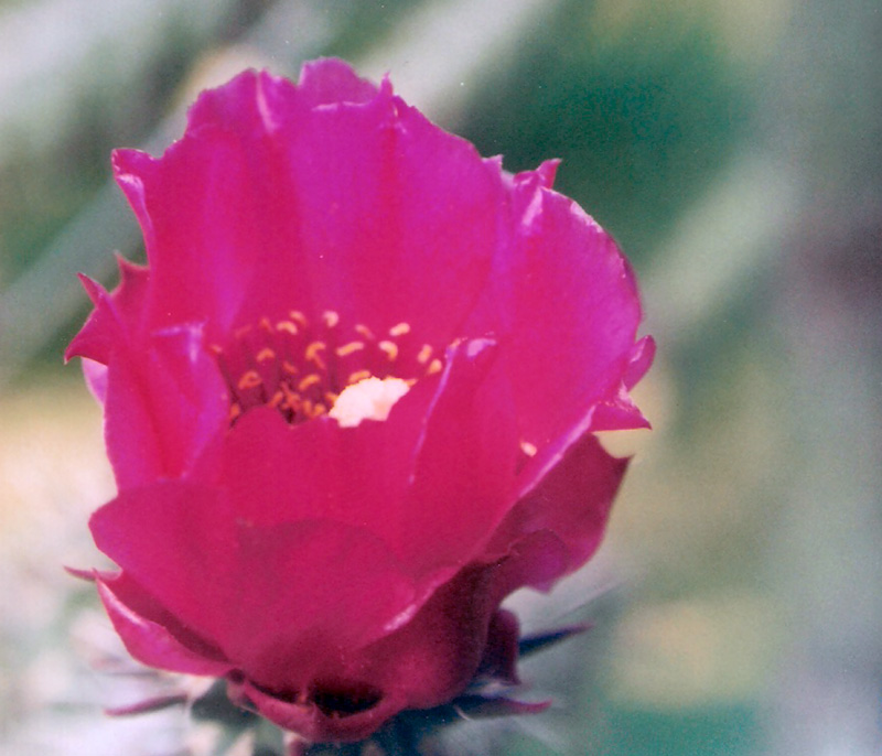 Cylindropuntia imbricata 