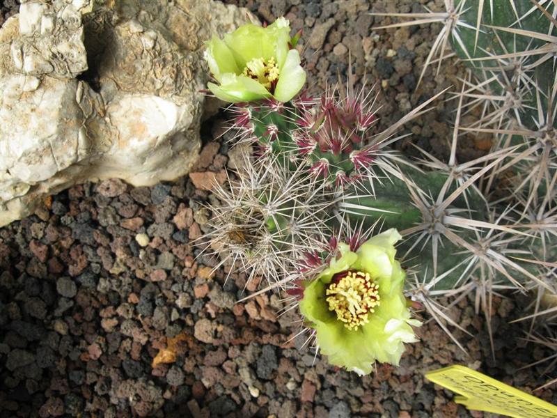 Opuntia invicta 