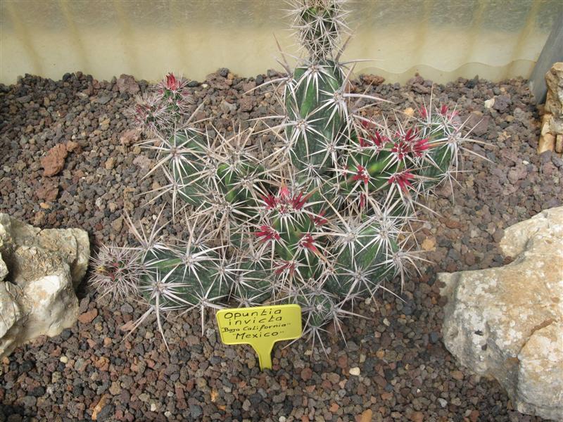 Opuntia invicta 