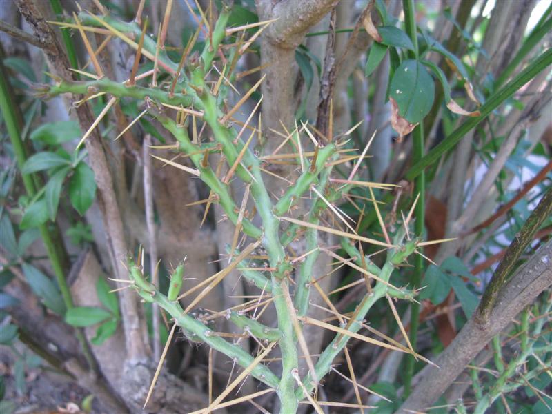 Opuntia leptocaulis 