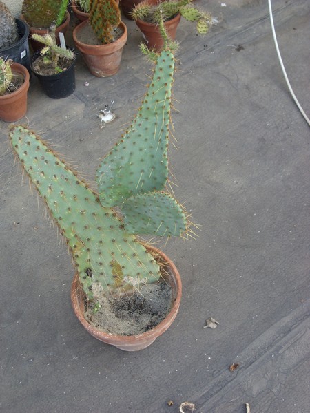 Opuntia linguiformis 