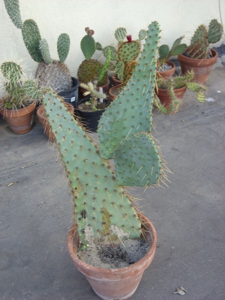 Opuntia linguiformis 