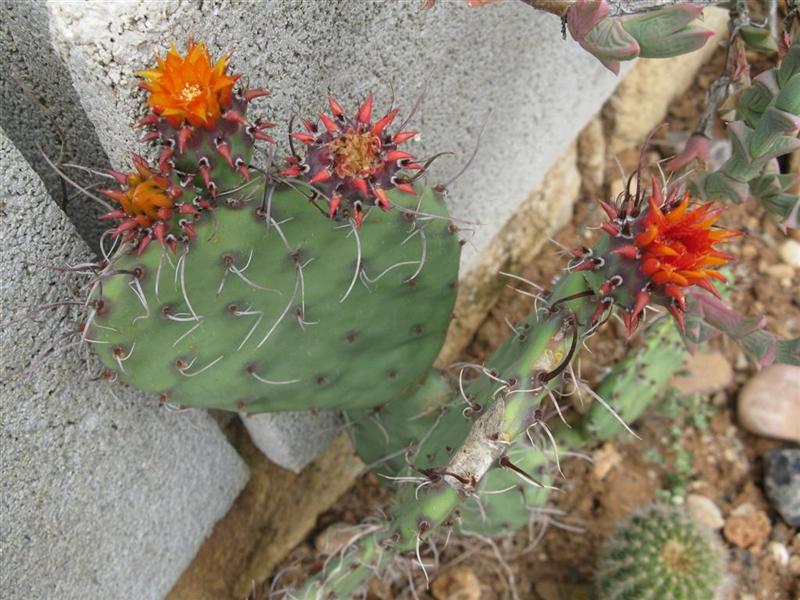 Opuntia marnieriana 