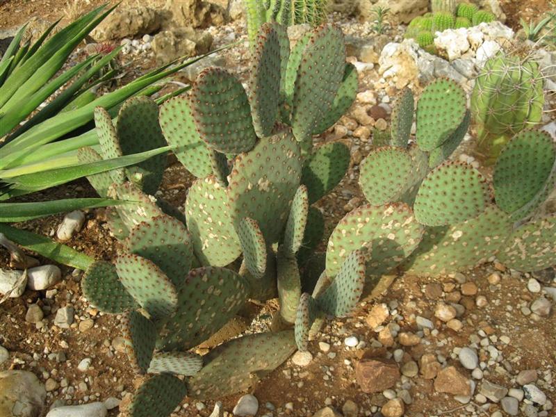 Opuntia microdasys v. rufida 