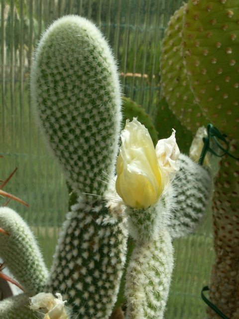 Opuntia microdasys v. albispina 