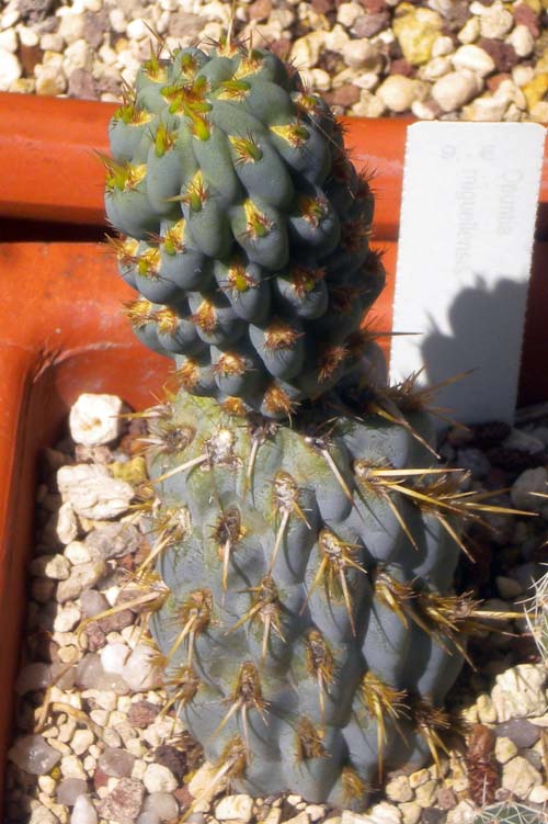 Opuntia miquelii 