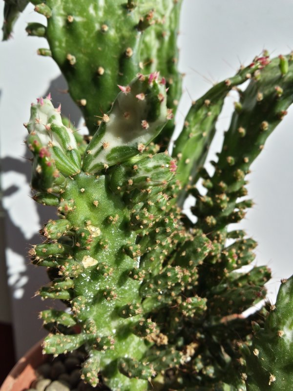 Opuntia monacantha f. monstruosa variegata 