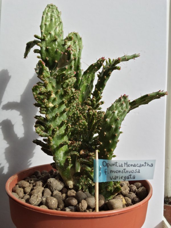 Opuntia monacantha f. monstruosa variegata 