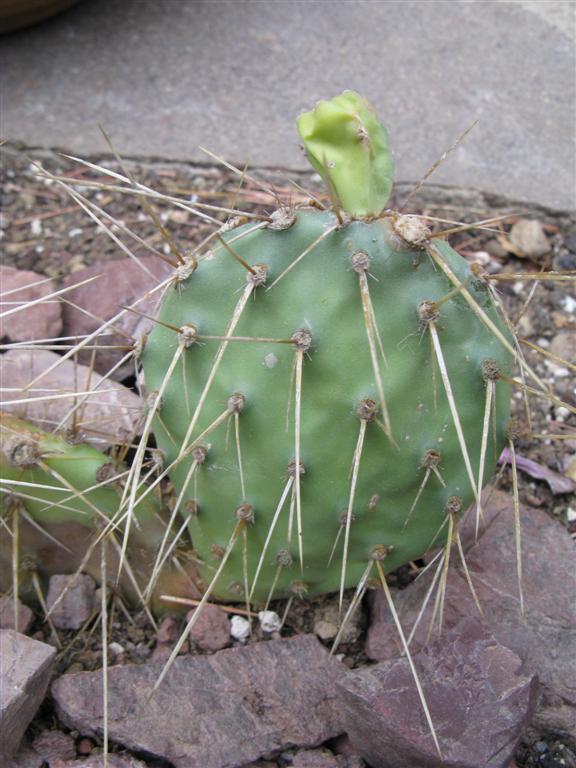 Opuntia polyacantha 