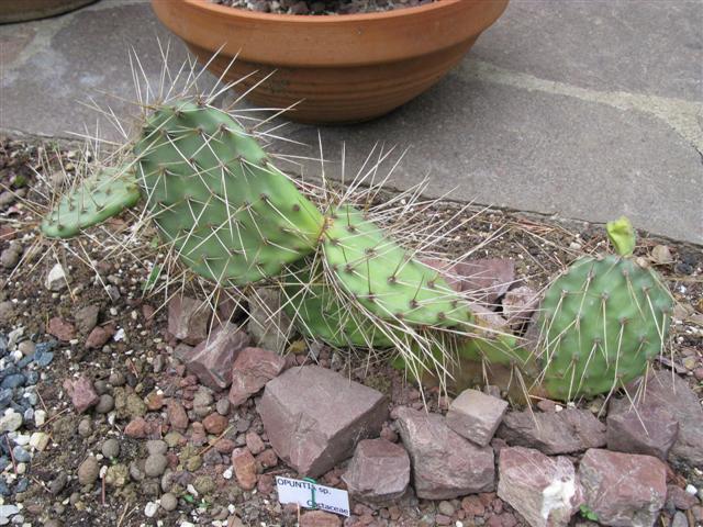 Opuntia polyacantha 