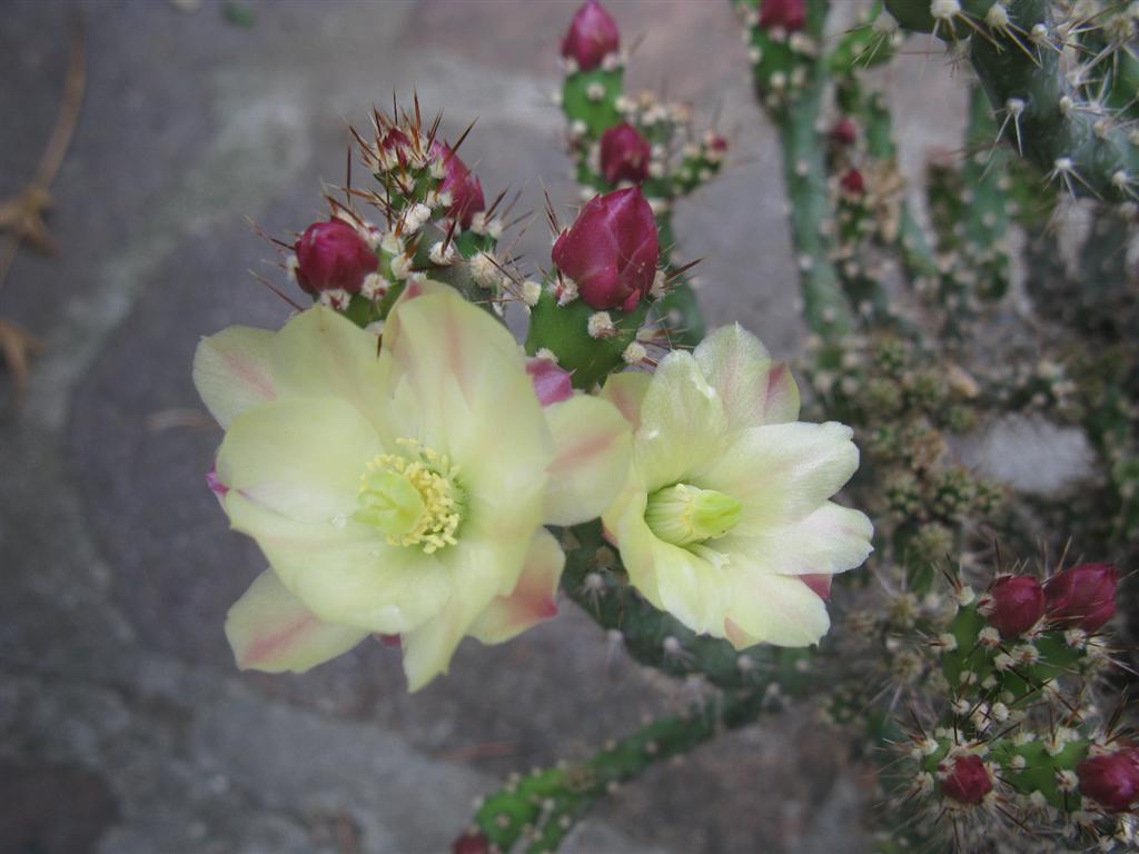 Opuntia salmiana 