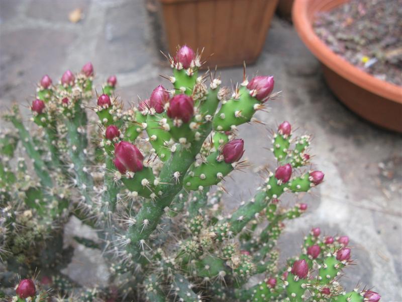 Opuntia salmiana 