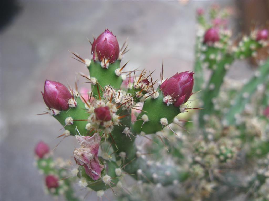 Opuntia salmiana 