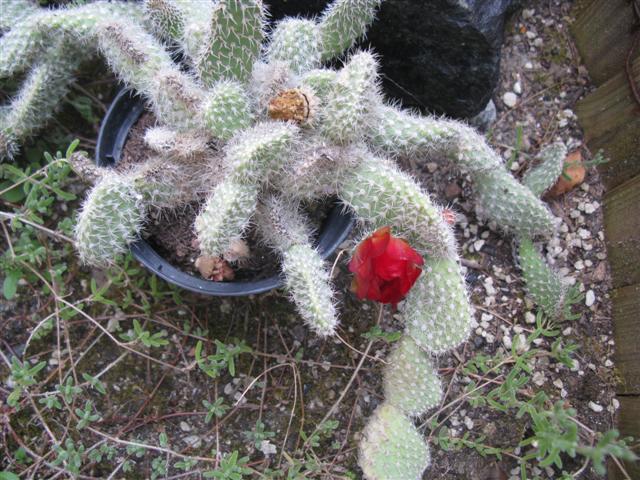 Opuntia sp. 