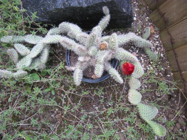 Opuntia sp. 