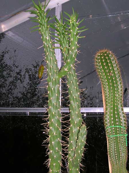 Opuntia subulata 