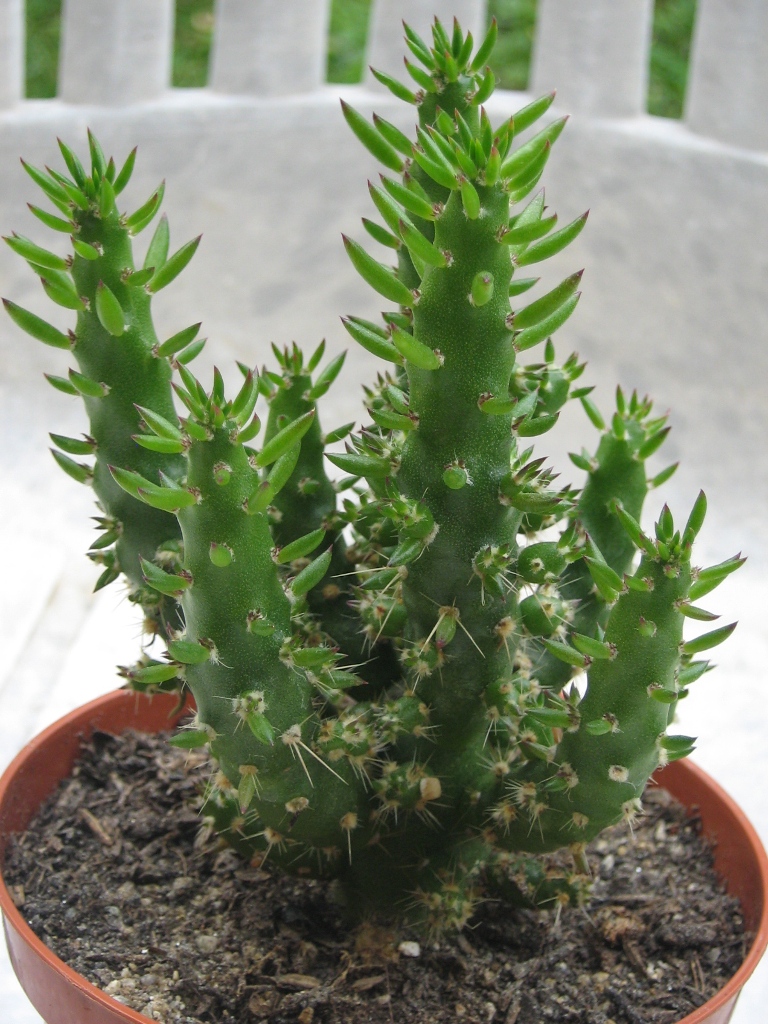 aloe variegata 