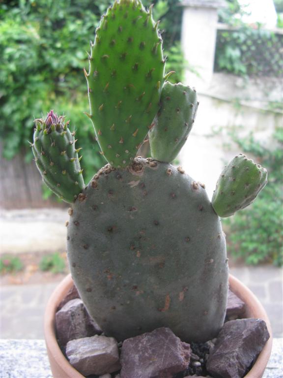 Opuntia tomentosa 